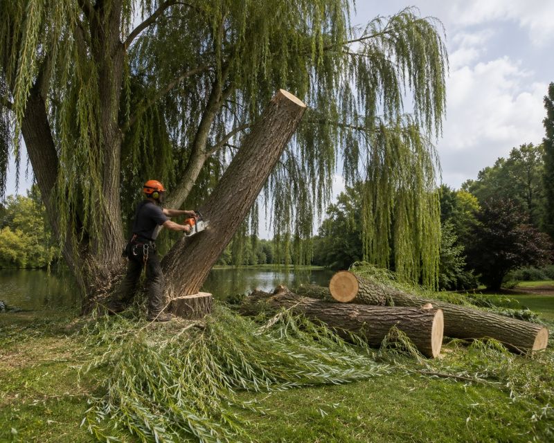 Apple Tree Removal in San Jose, CA