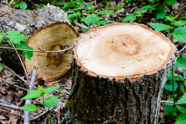 Tree Removal Service
