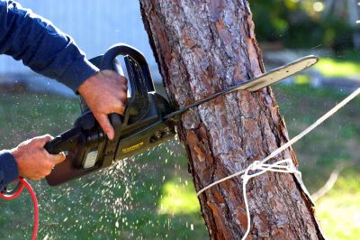 Commercial Tree Removal in Duluth, MN