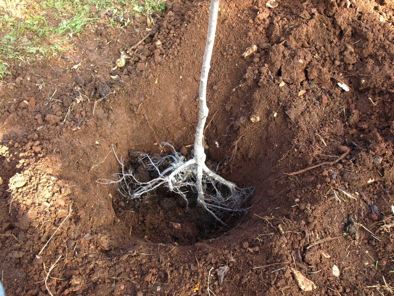 Cost of Root Removal — Cost of Root Removal