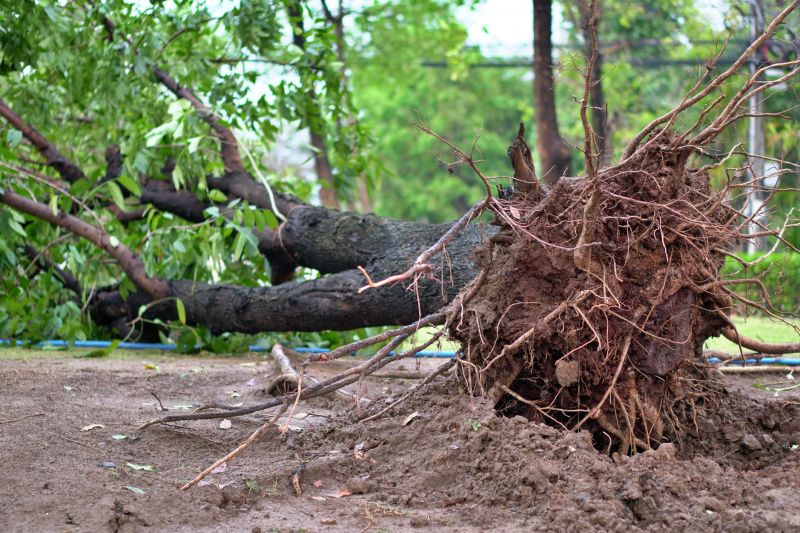Cost of Root Removal — Cost of Root Removal