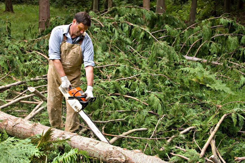 Cypress Tree Removal in Duluth, MN