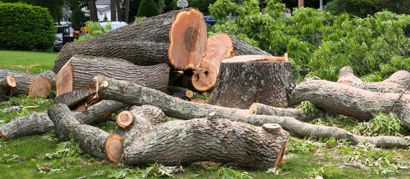 Dead Tree Removal in Duluth, MN