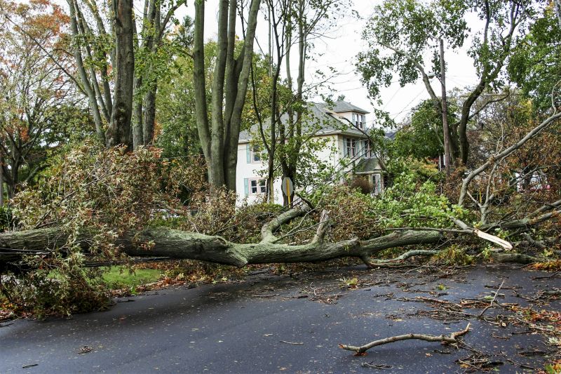 Fallen Tree Debris
