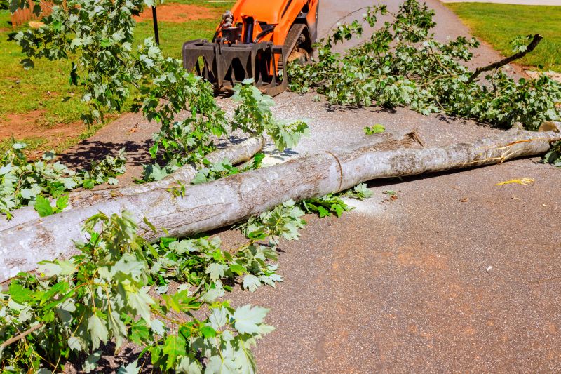 Fallen Tree Removal in Duluth, MN