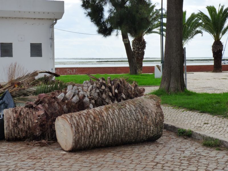 Palm Tree Removal in Montgomery County, PA