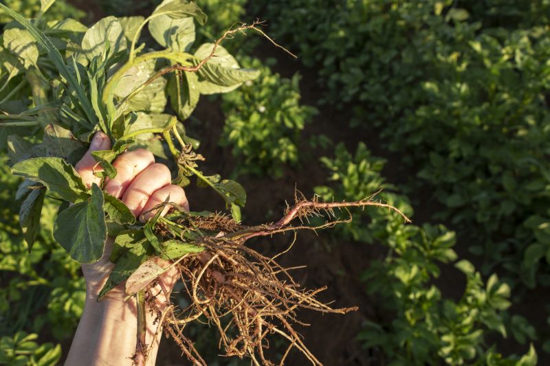 Products For Root Removals in use