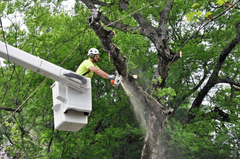Tree Removal Service in Duluth, MN