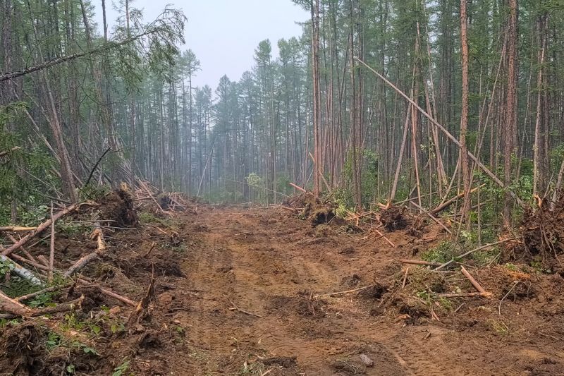 Underbrush Clearing in Marietta, GA